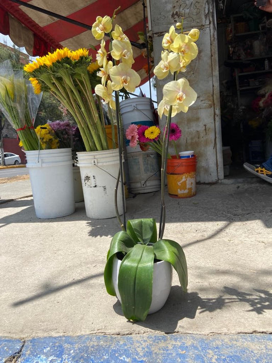 ORQUIDEA EN MACETA DE CERAMICA.