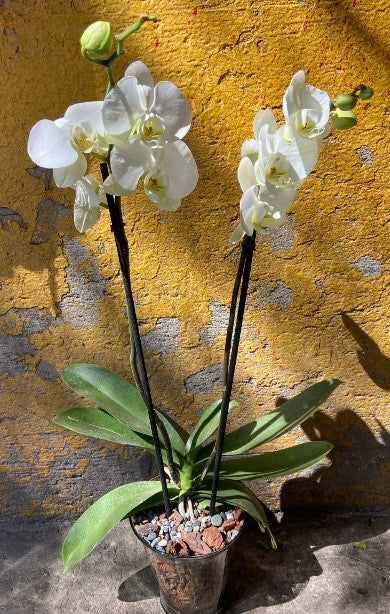 ORQUIDEA EN MACETA DE CRISTAL.